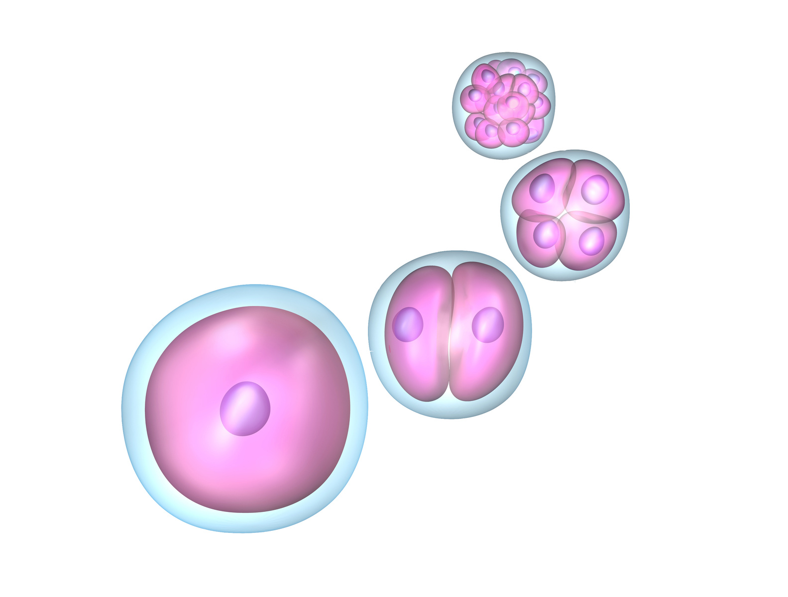 Me hacen una transferencia con embriones de 5 células ¿existe posibilidad de éxito?