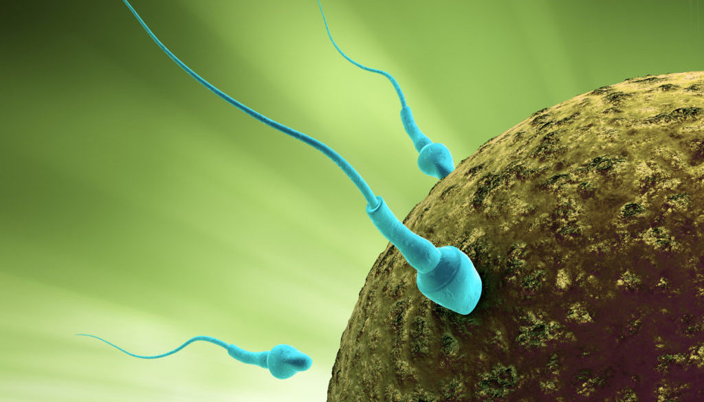 Sperm cells reaching fertilizing the egg Sperm cells reaching fertilizing the egg