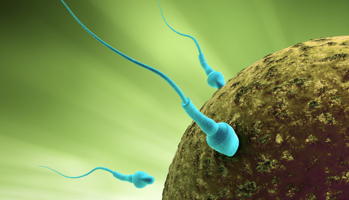Sperm cells reaching fertilizing the egg