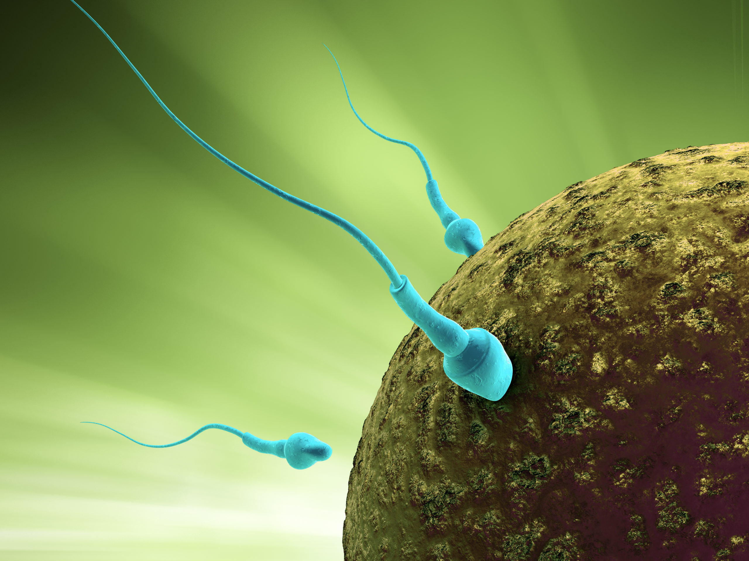 Sperm cells reaching fertilizing the egg