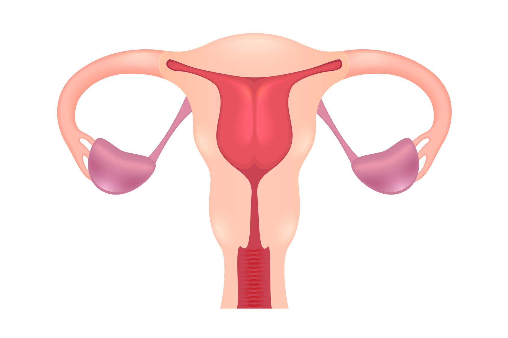 ¿El útero puede crecer aunque no estés embarazada?