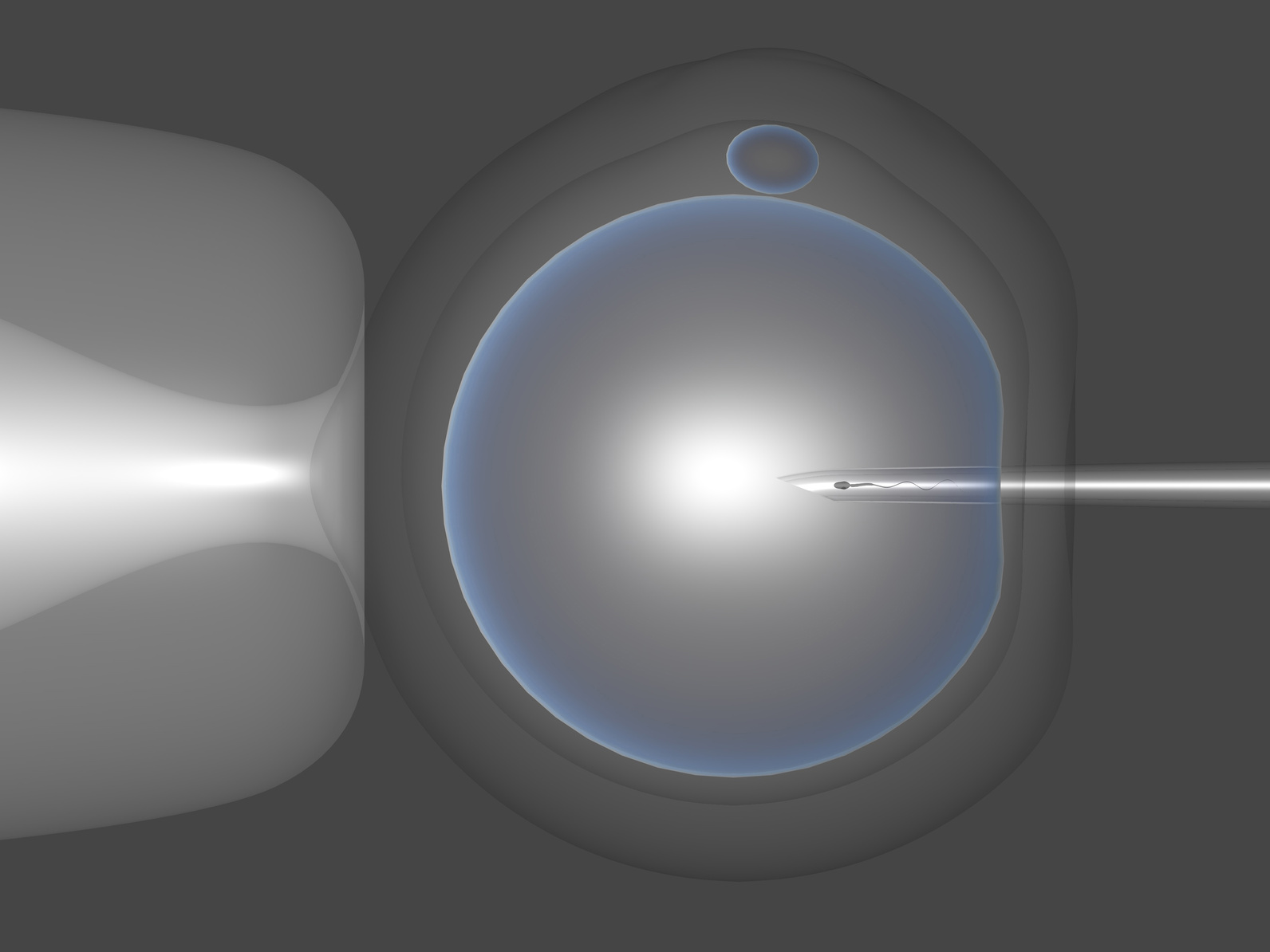 Después de la transferencia de embriones