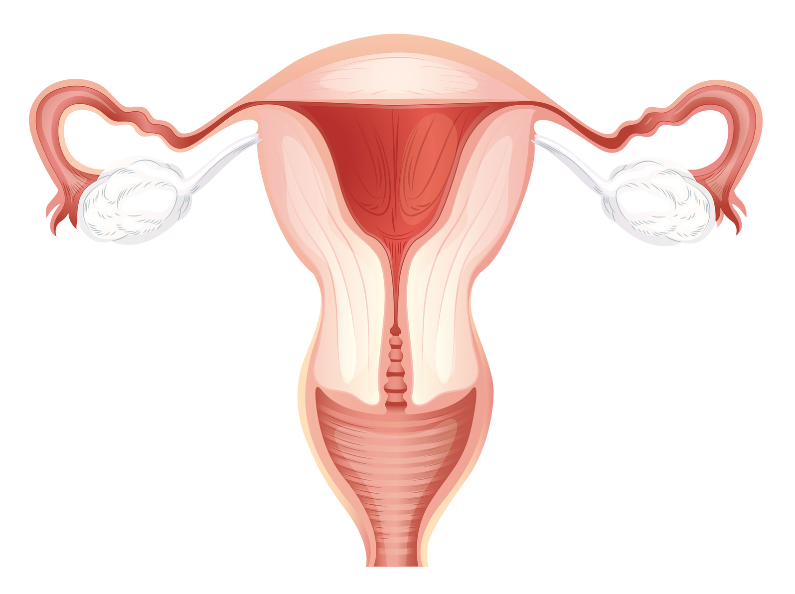 ¿A partir de qué medida se considera un endometrio apto para la implantación?