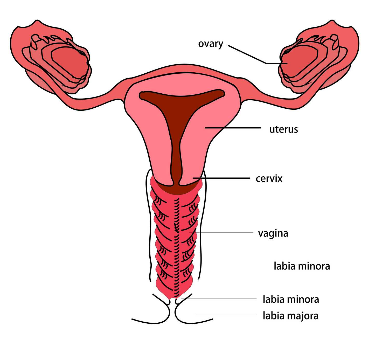 ¿Qué ocurre si tienes un mioma en el útero?
