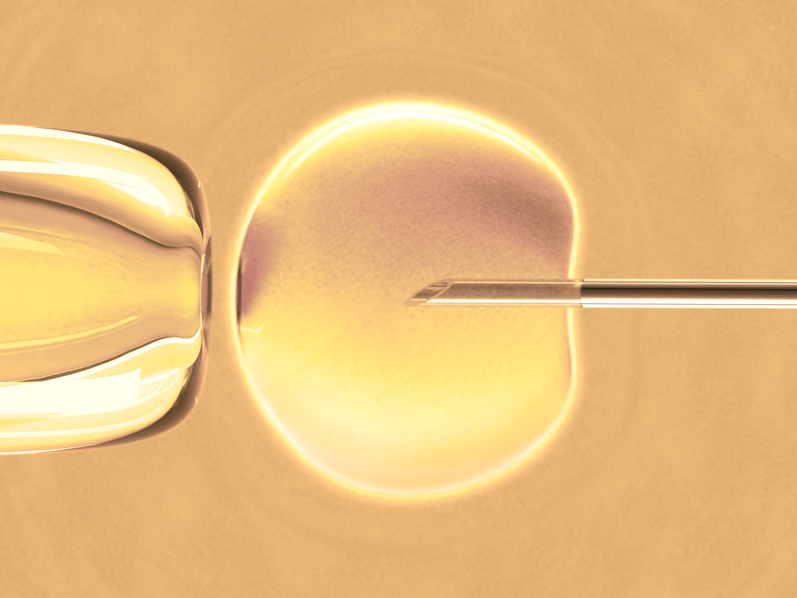 In vitro fecundation using sperm (warm color)
