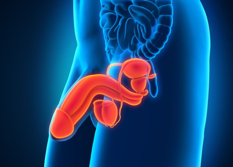 Male Reproductive System Male Reproductive System