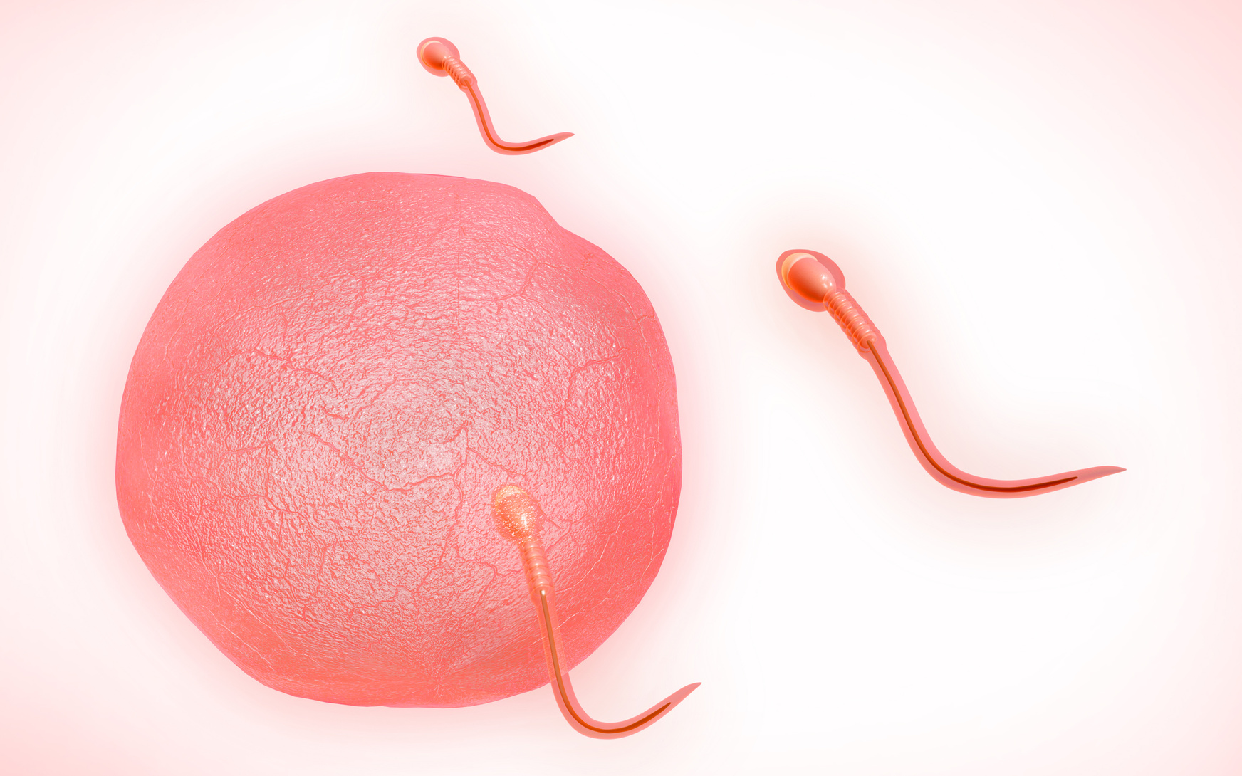 ¿La duración del período fértil