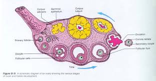 ¿Porqué es tan bajo el porcentage de fecundación de mis óvulos?