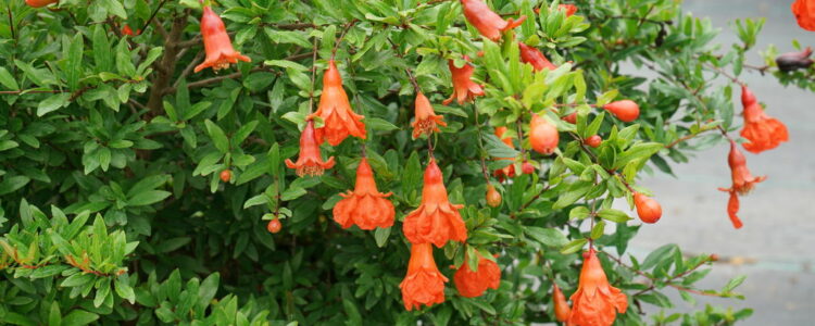 El granado, árbol de la fertilidad y la belleza