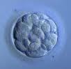 ¿Como se lleva a cabo la descongelación de embriones?