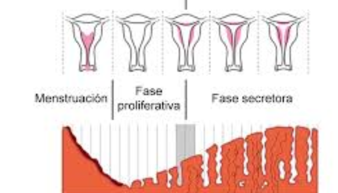 ¿Existe la posibilidad de que algún día me venga la regla si tengo 23 años y nunca meha venido?