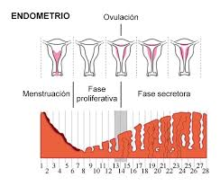 ¿Existe la posibilidad de que algún día me venga la regla si tengo 23 años y nunca meha venido?