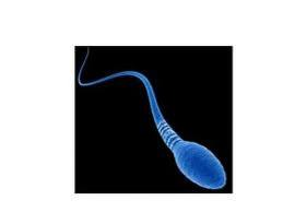 ¿Existe algún tratamiento para los espermatozoides inmóviles?