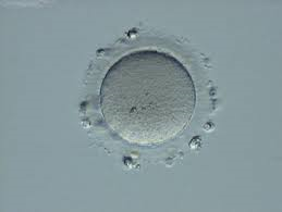 ¿Qué puedo hacer con un diagnóstico de óvulos inmaduro?